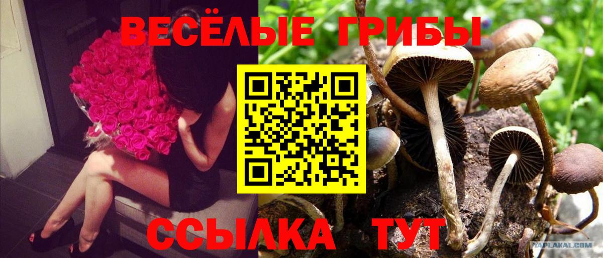 Галлюциногенные грибы Psilocybine cubensis Гулькевичи